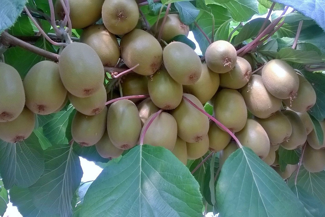 Varietà di Kiwi Giallo: Dorì — Università di Bologna